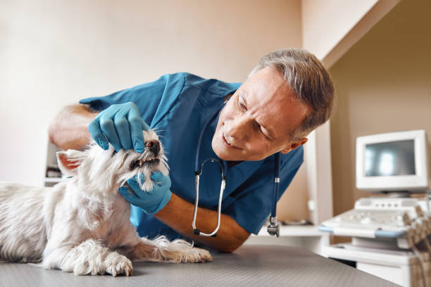 Best Emergency Root Canal Therapy in Alton, IA